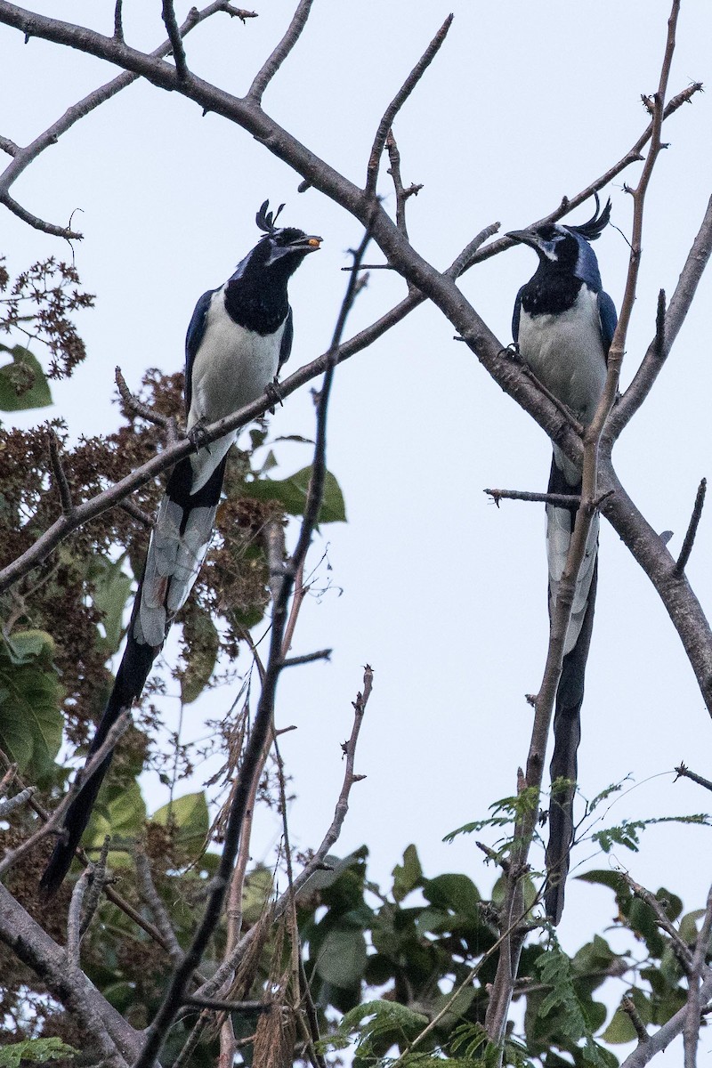 Black-throated Magpie-Jay - Eric VanderWerf