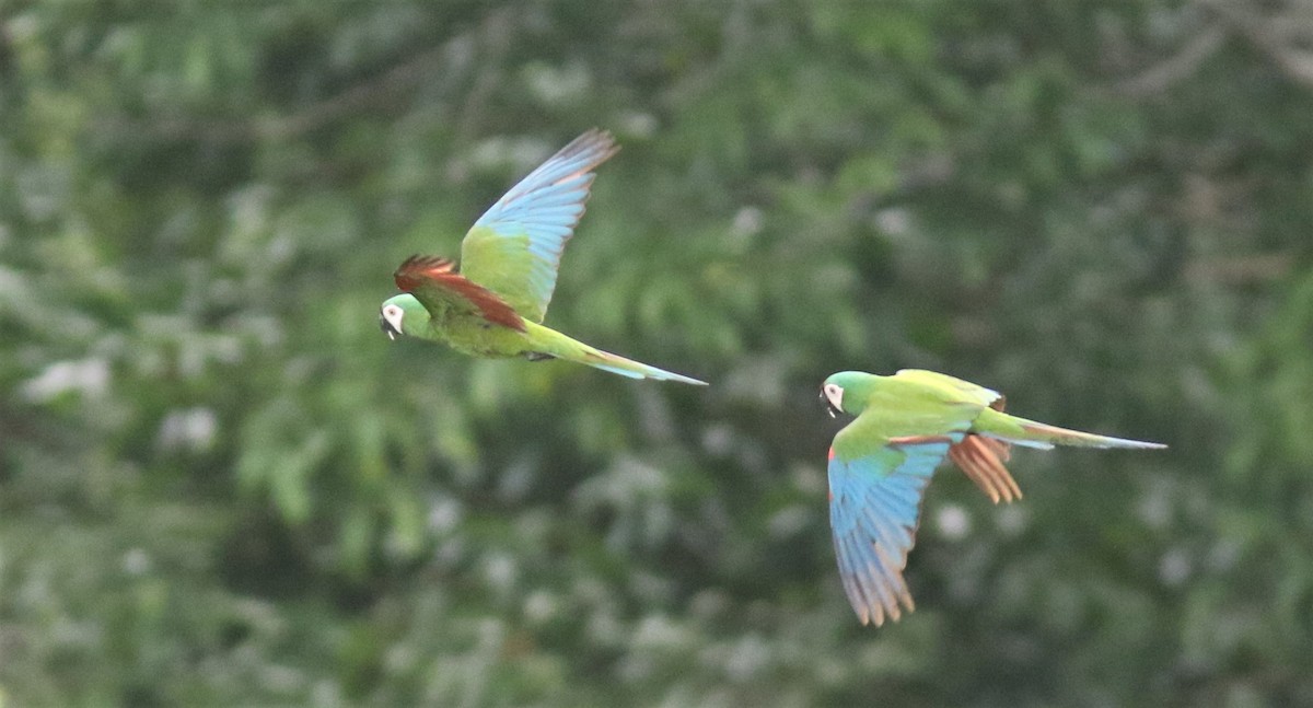 Chestnut-fronted Macaw - ML207554551