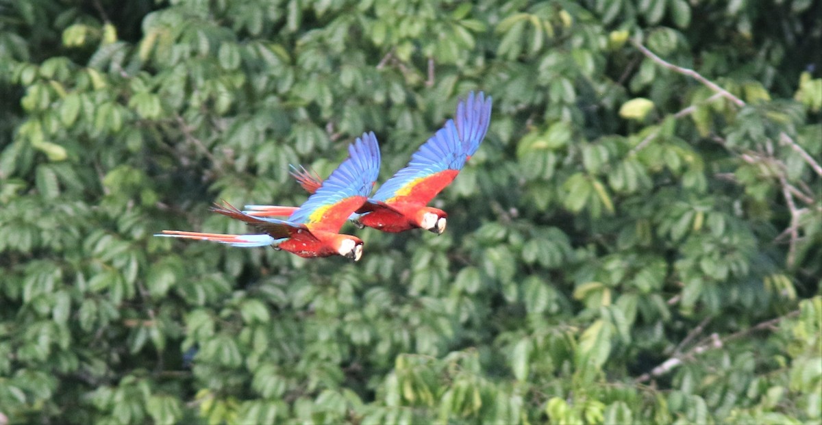 Scarlet Macaw - ML207555641