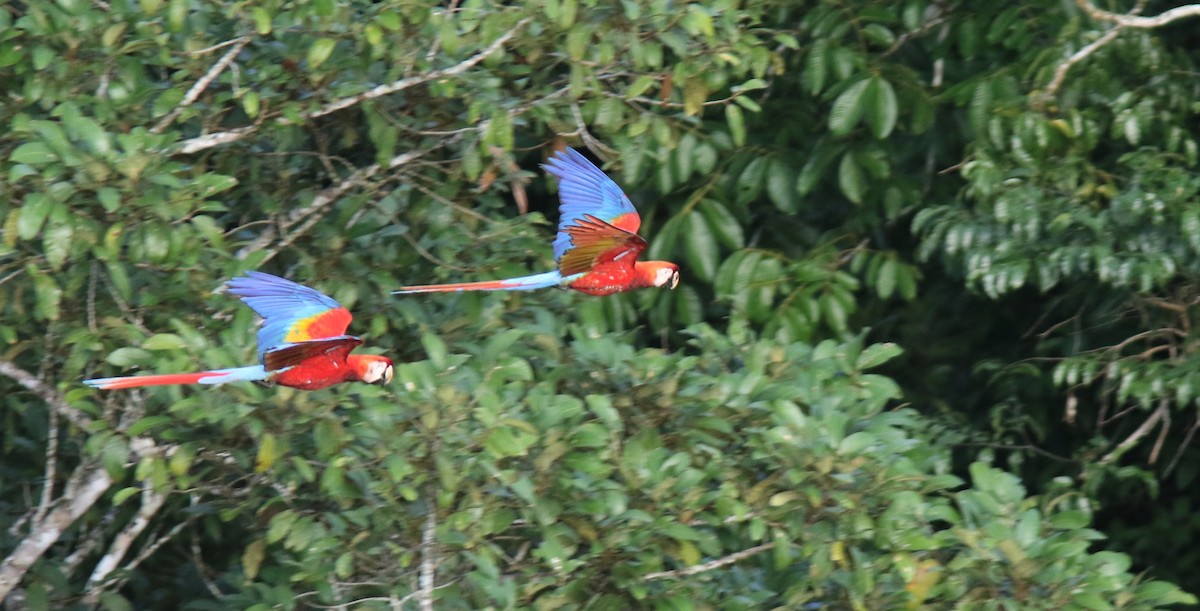 Scarlet Macaw - ML207555651