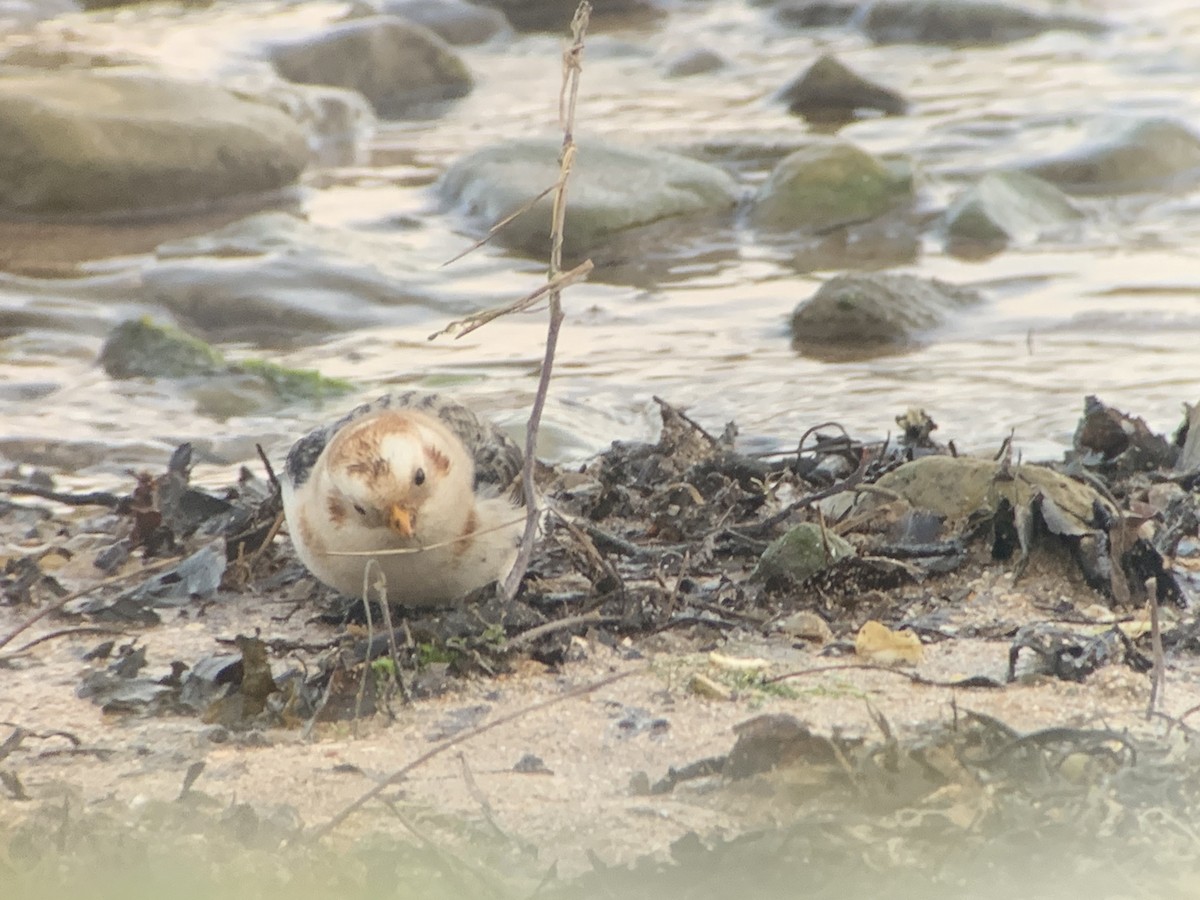 Snow Bunting - ML207555701