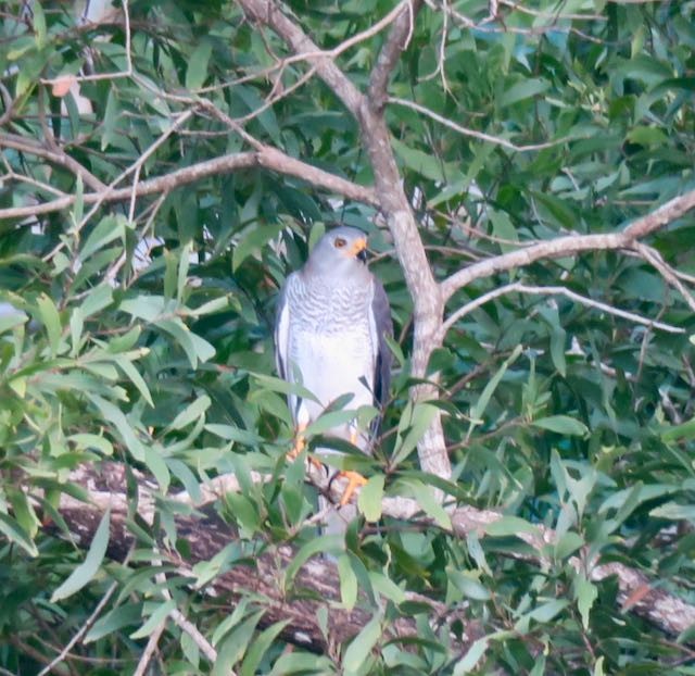 Gray Goshawk - ML207557001