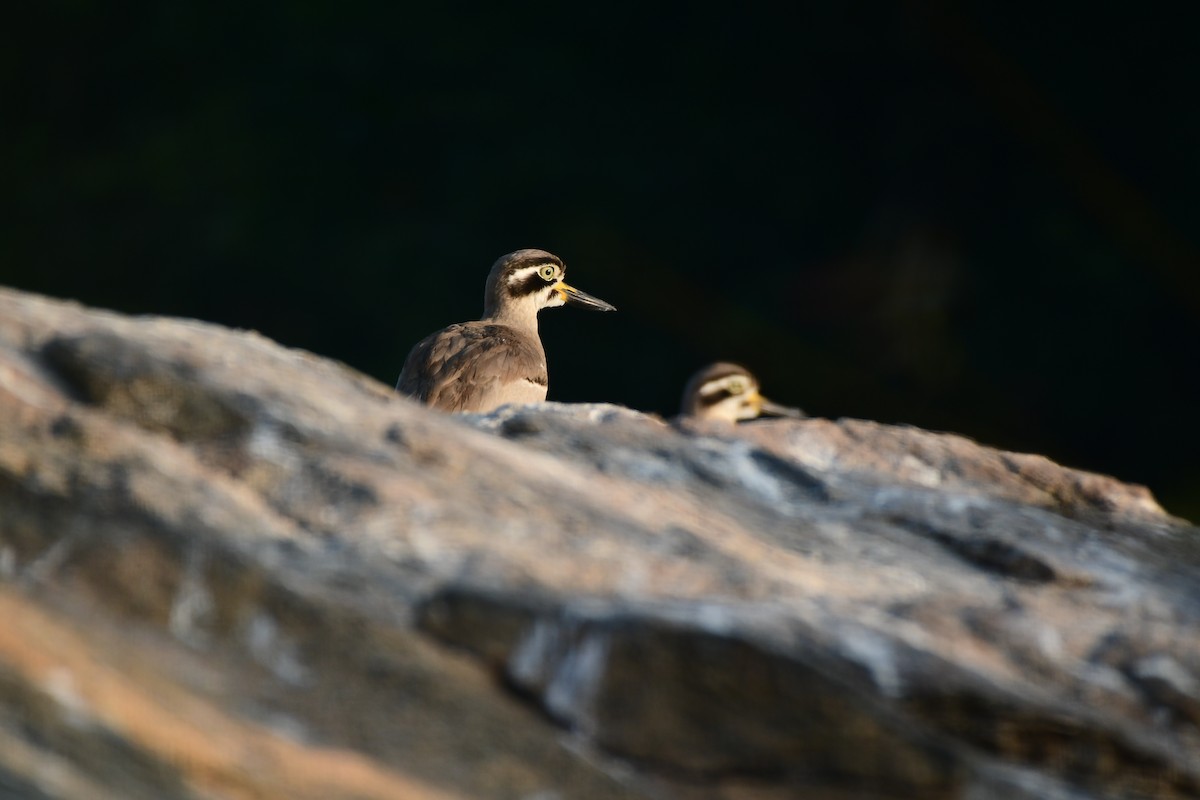 Great Thick-knee - ML207557461