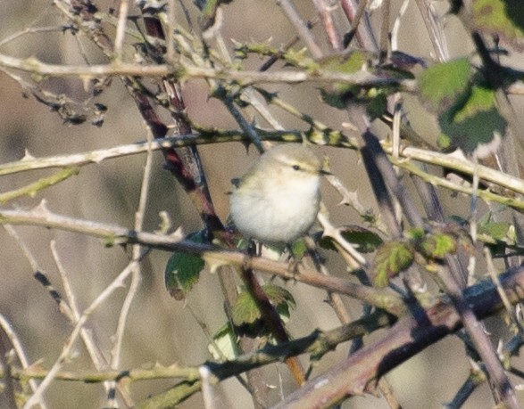 Common Chiffchaff (Common) - Grigory Evtukh