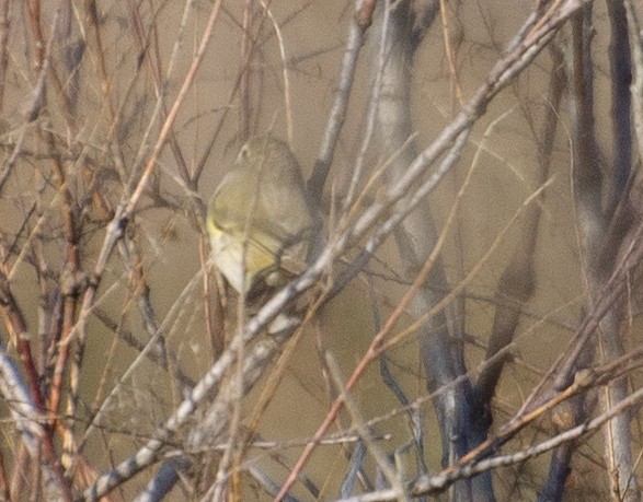 Common Chiffchaff (Common) - ML207557891