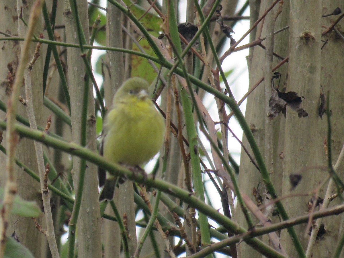 Lesser Goldfinch - ML207560041