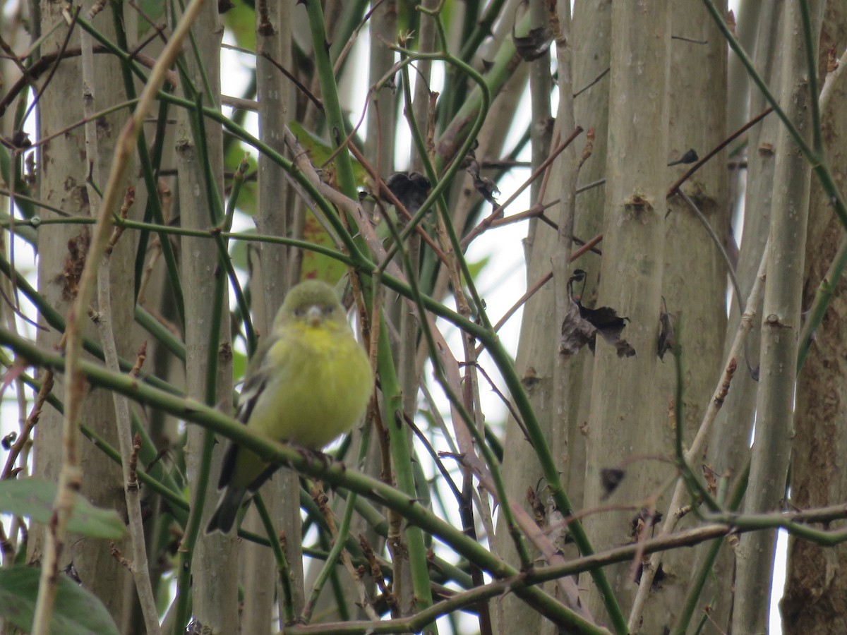 Lesser Goldfinch - ML207560061