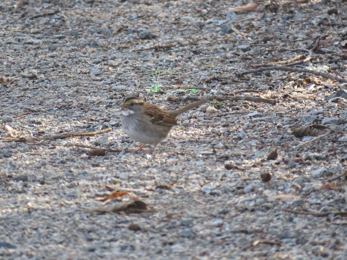 White-throated Sparrow - ML207560291