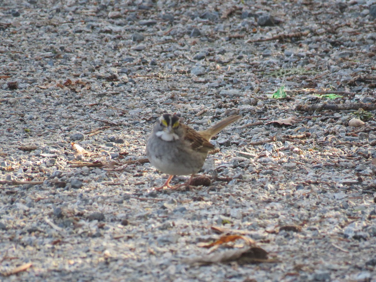 White-throated Sparrow - ML207560311