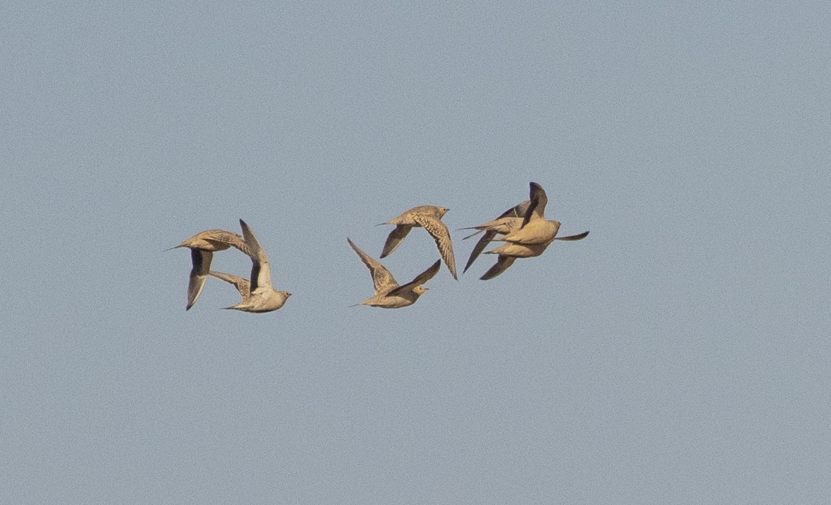 Spotted Sandgrouse - ML207562261