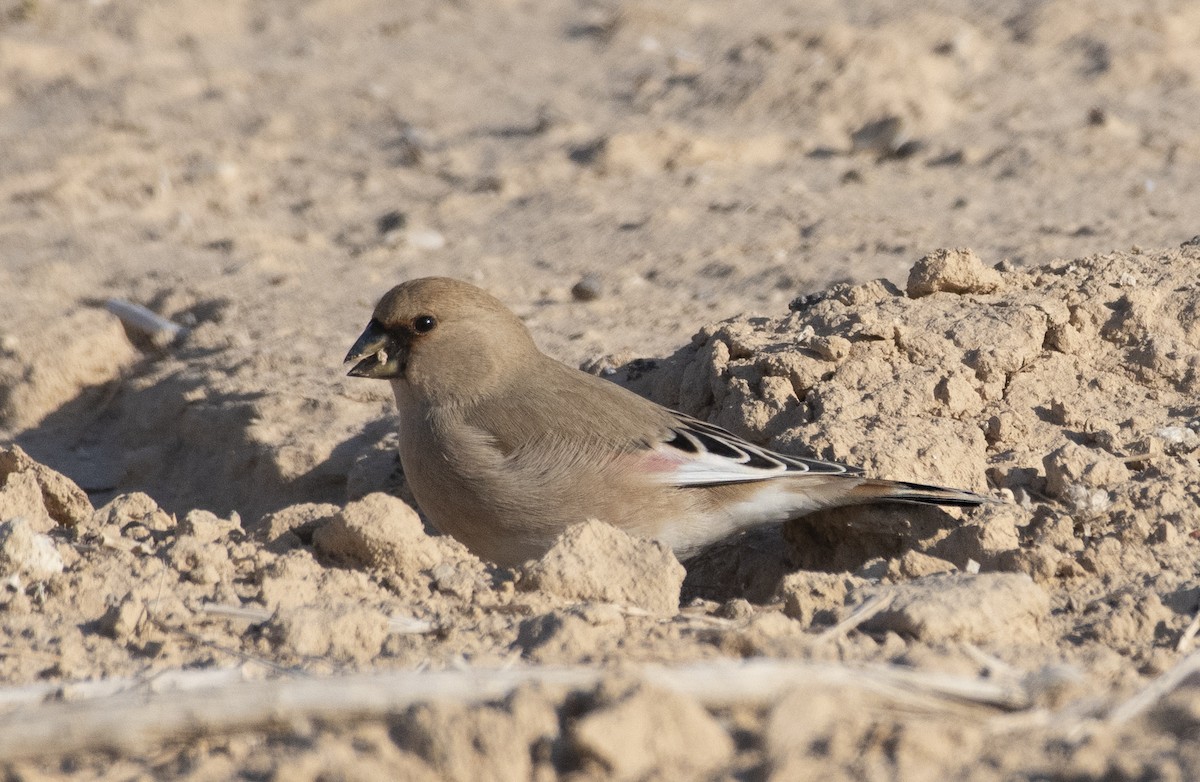 Desert Finch - ML207562281