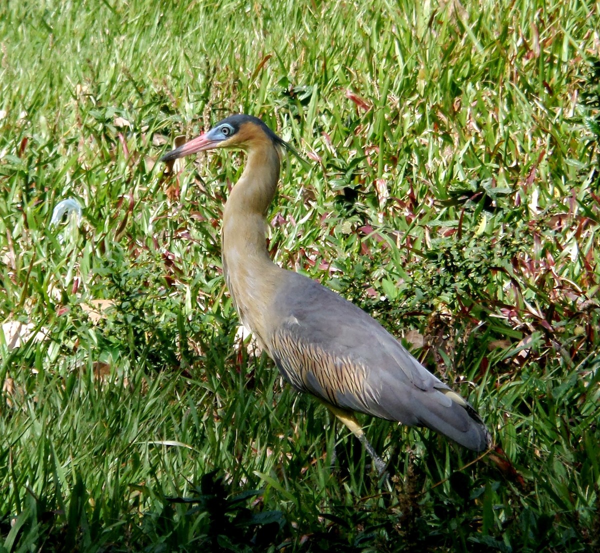 Whistling Heron - Alfredo Correa