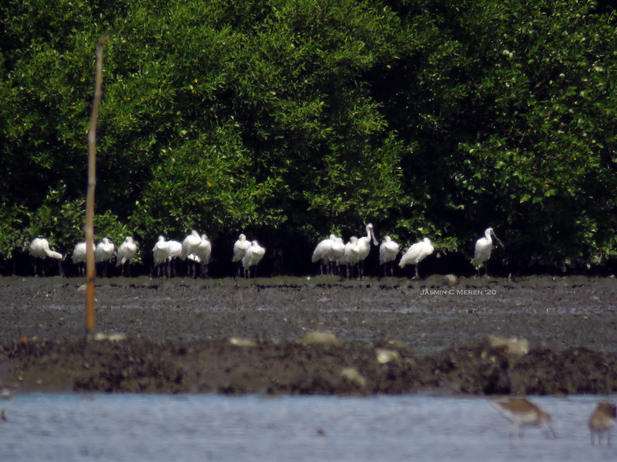 Black-faced Spoonbill - ML207563721