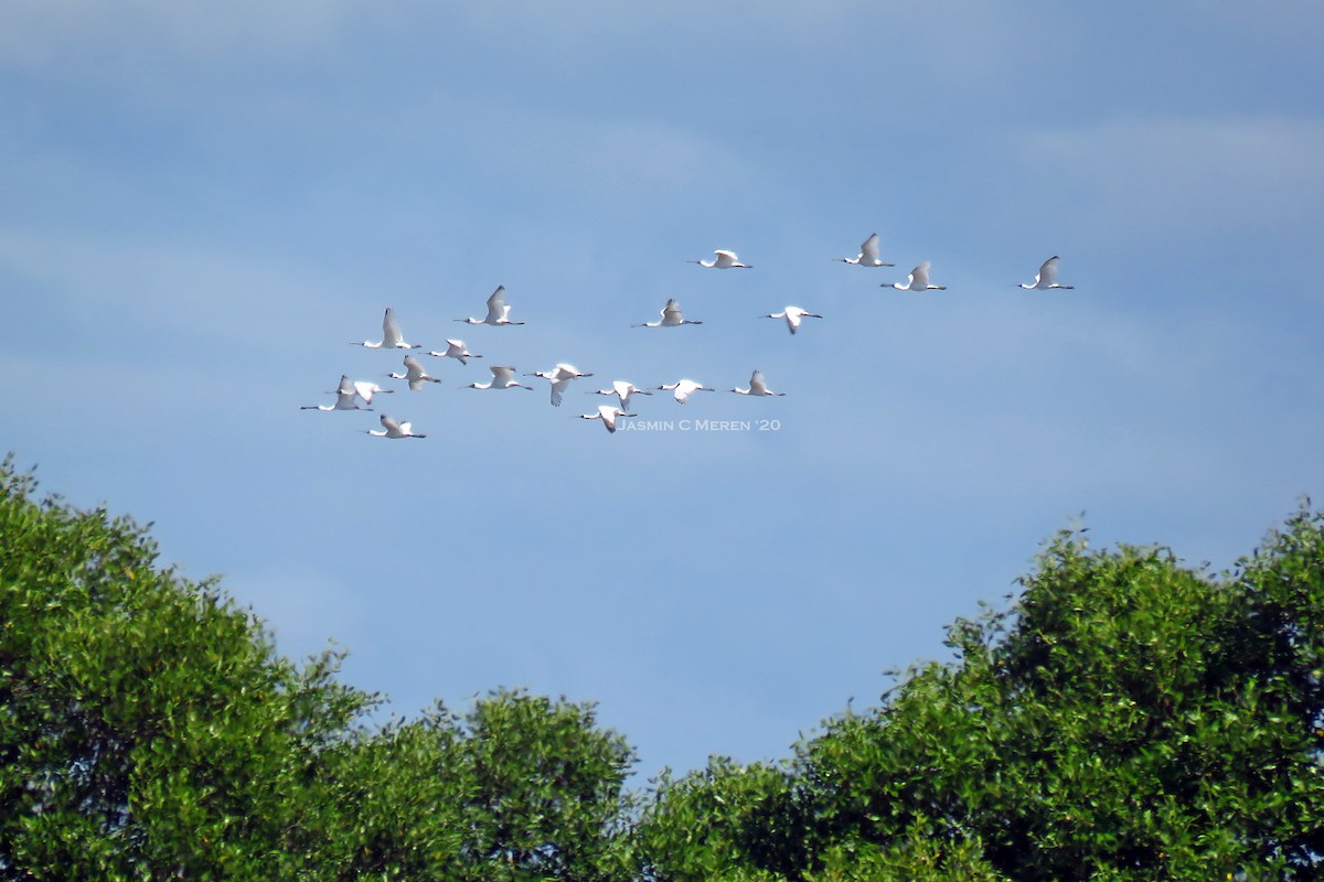 Black-faced Spoonbill - ML207563731
