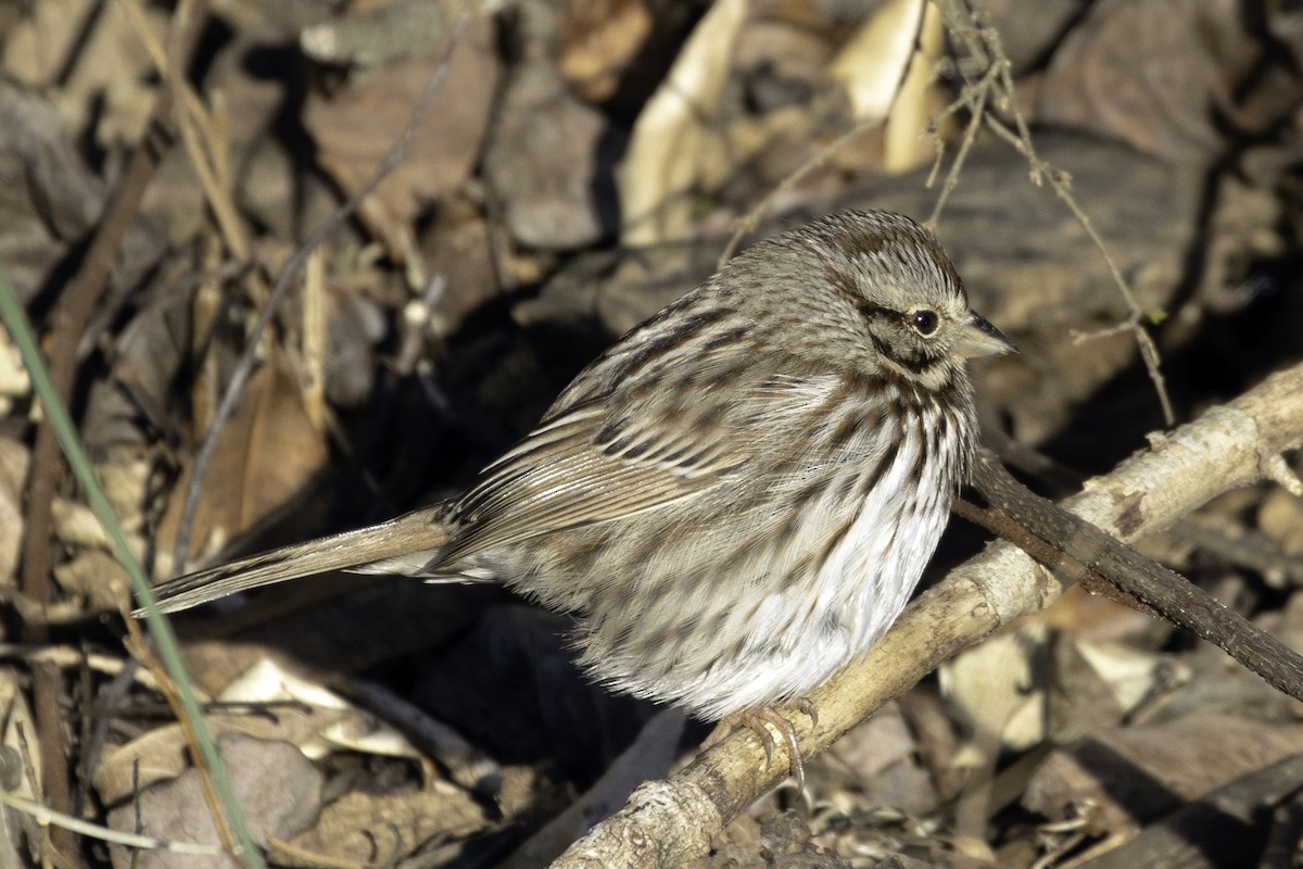 Song Sparrow - ML207564961