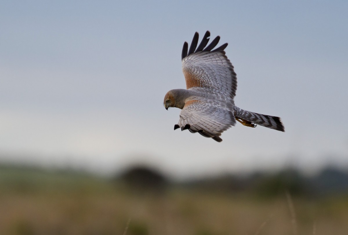 Spotted Harrier - ML207566751