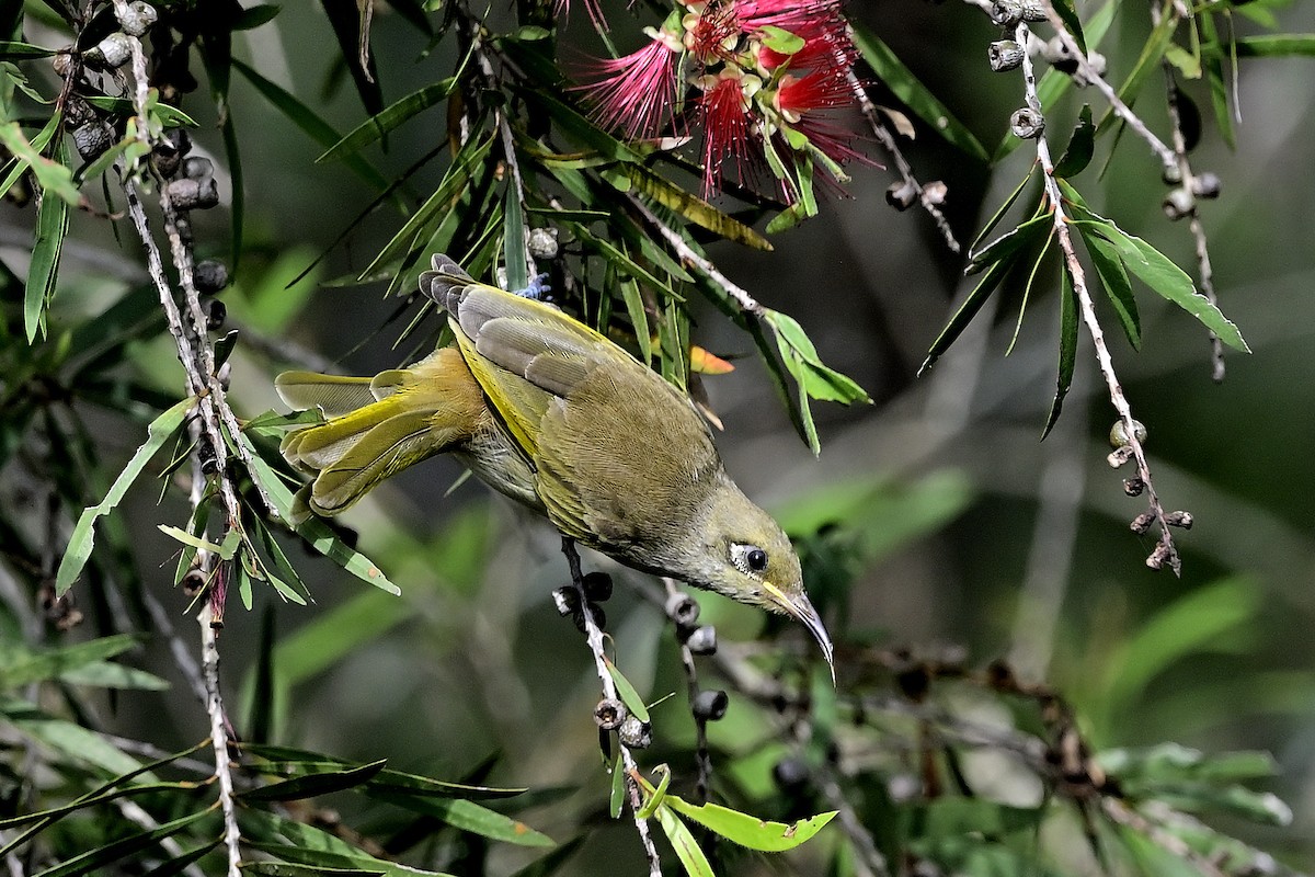 Brown Honeyeater - Gary & Robyn Wilson