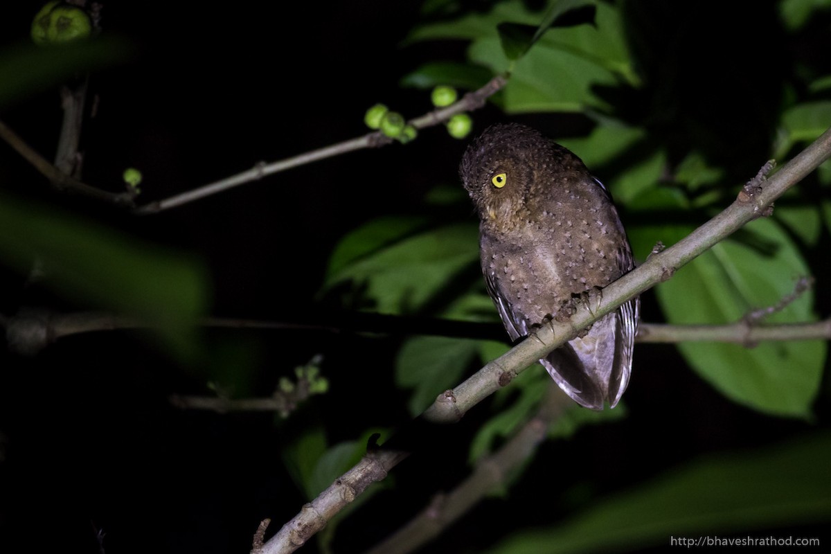 Andaman Scops-Owl - ML207567501