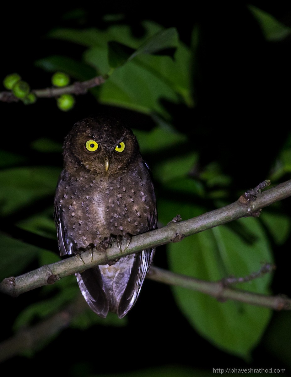 Andaman Scops-Owl - ML207567511