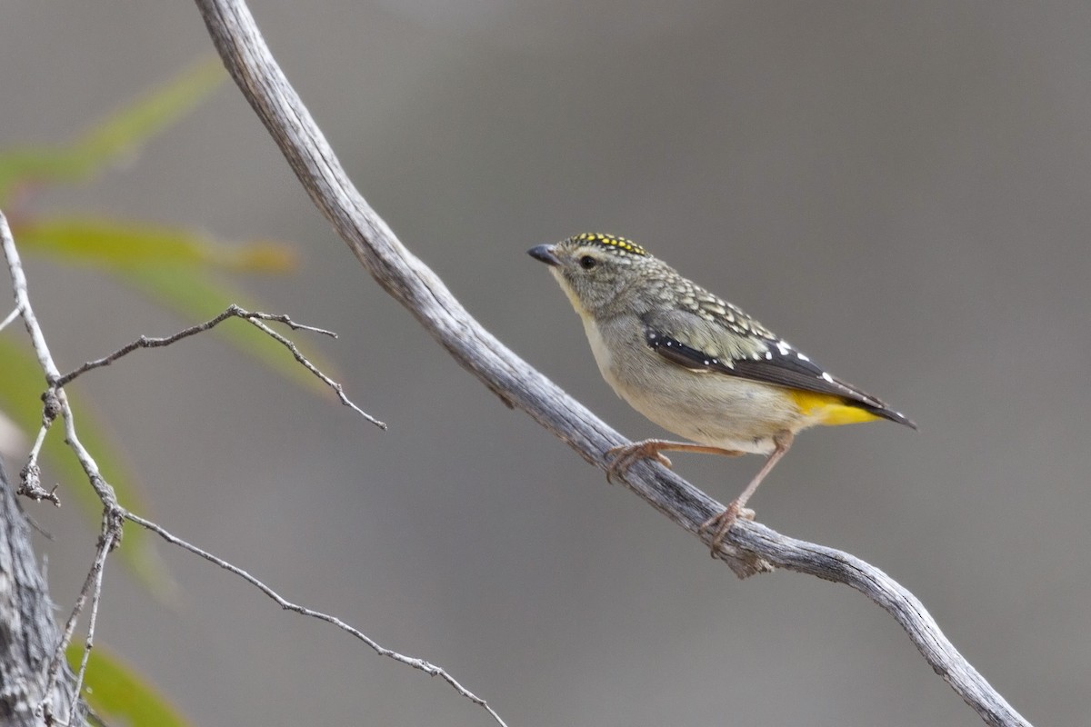 Pardalote Moteado - ML207567681