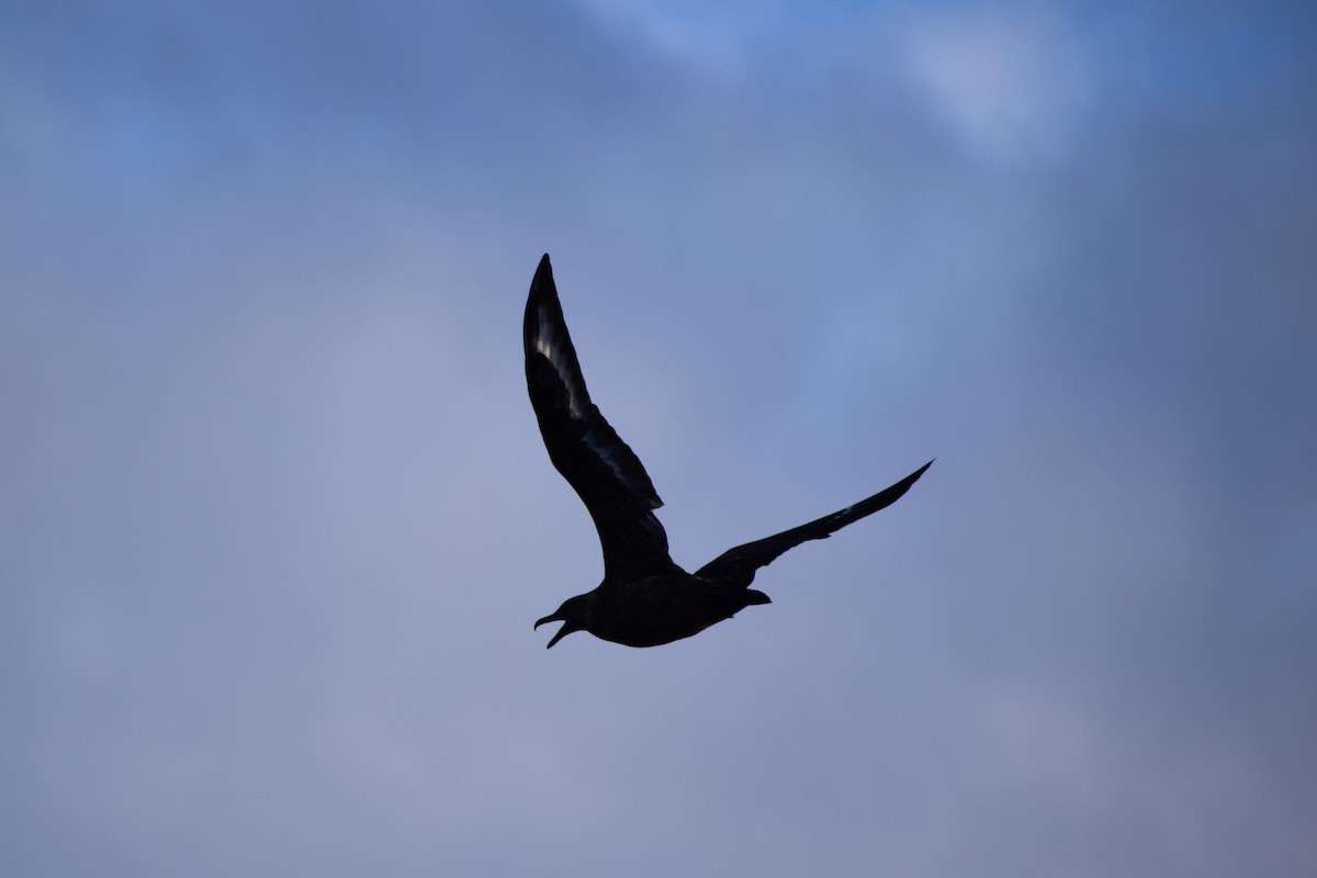 Great Skua - María Huamán