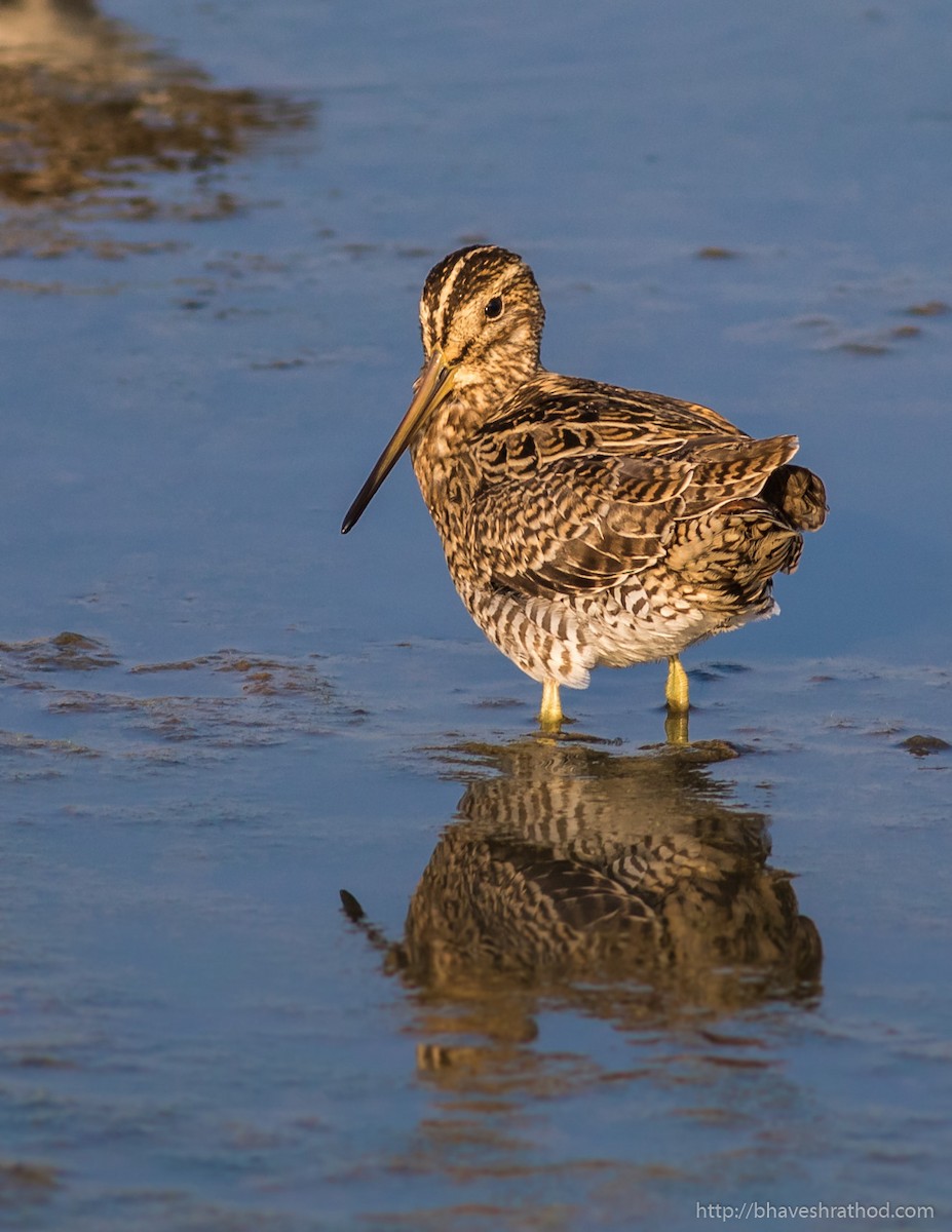 Pin-tailed Snipe - Bhavesh Rathod