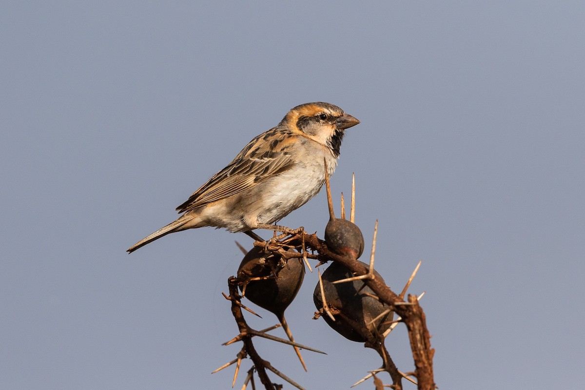 Shelley's Rufous Sparrow - Stefan Hirsch