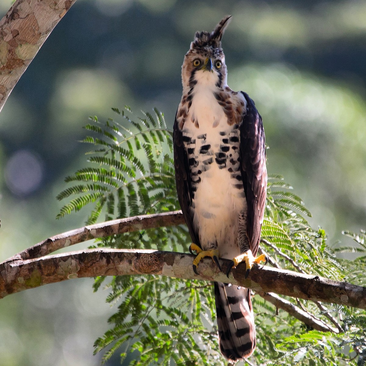 Ornate Hawk-Eagle - ML207570531