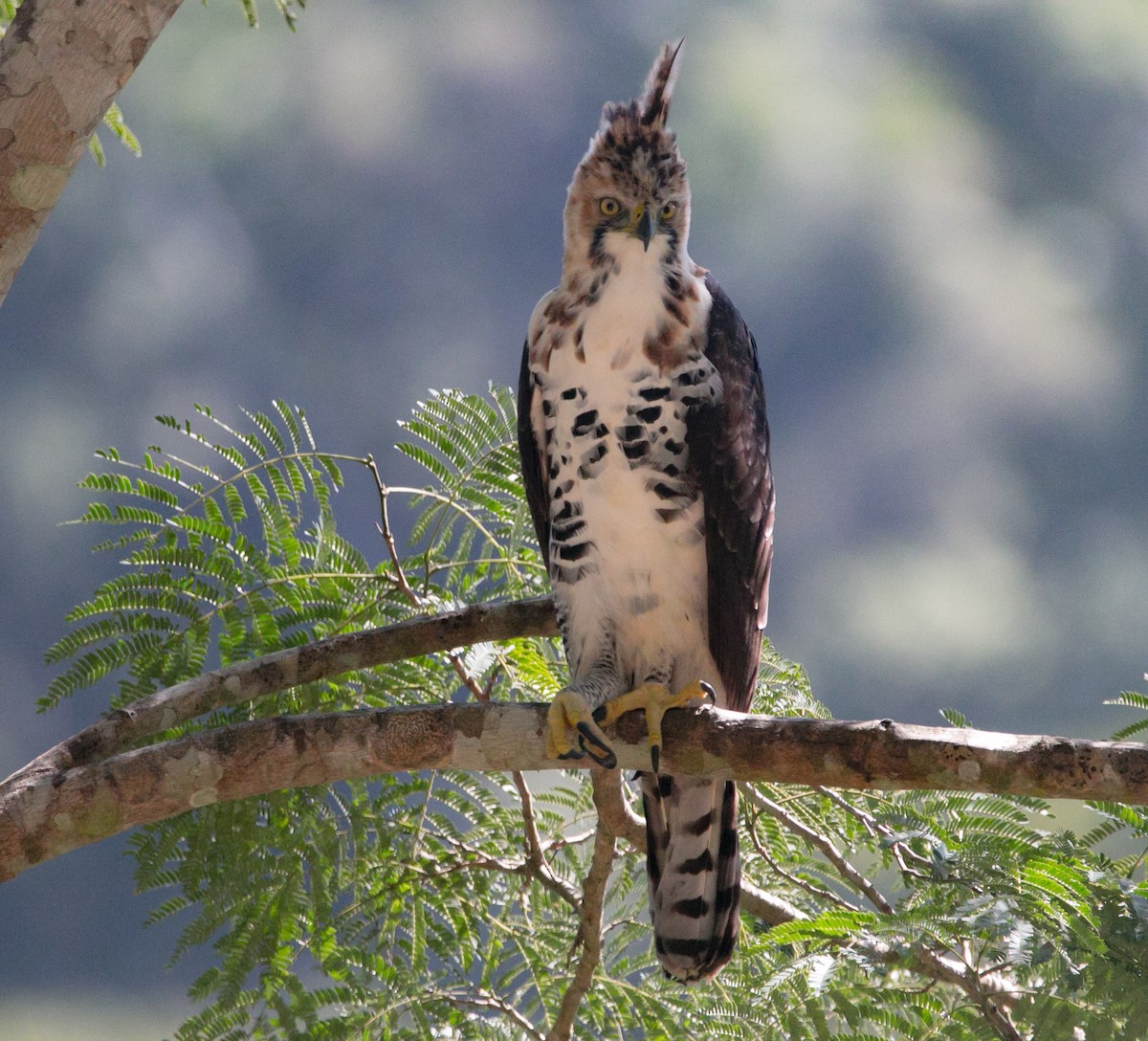 Ornate Hawk-Eagle - ML207570541