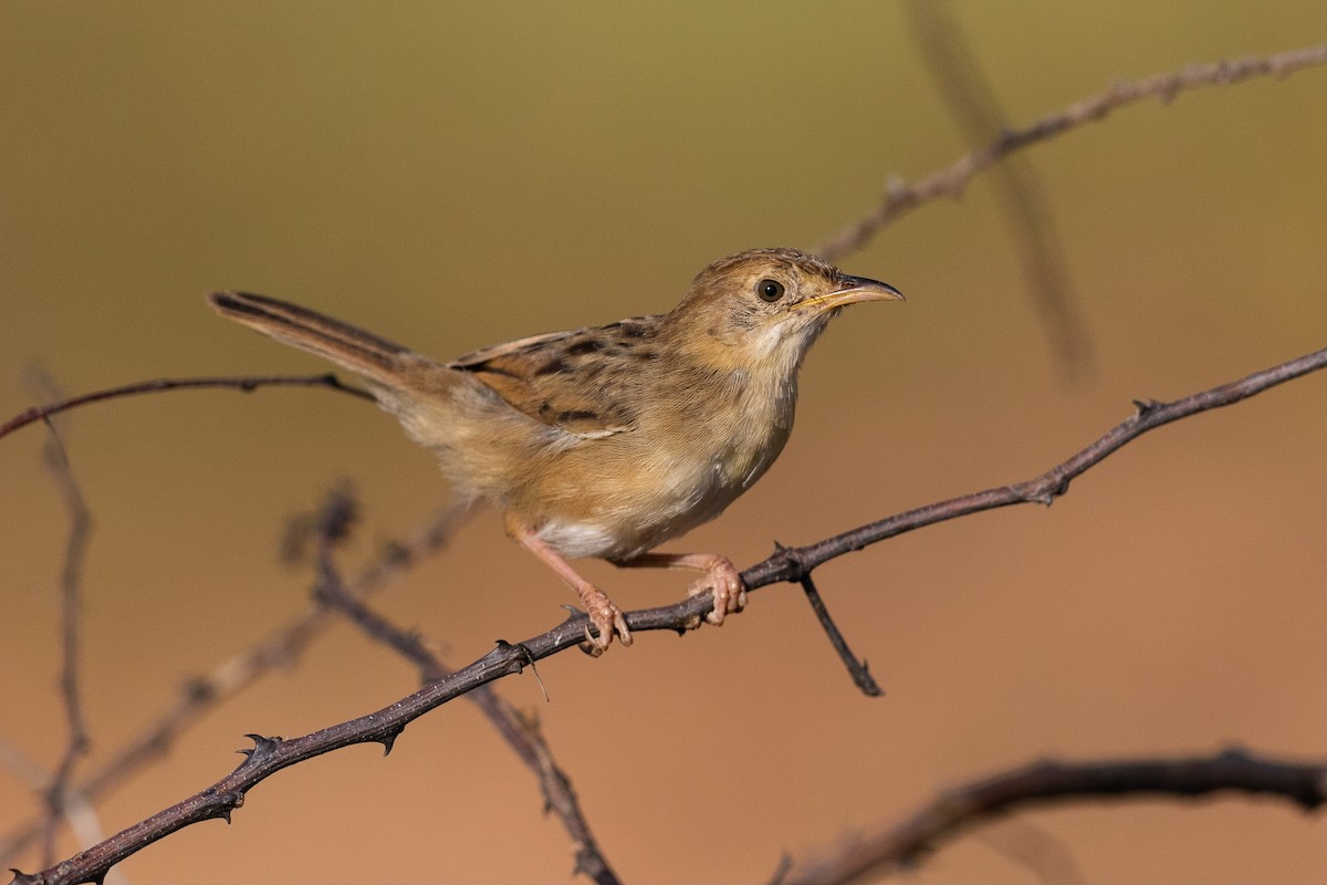 Rattling Cisticola - ML207570601