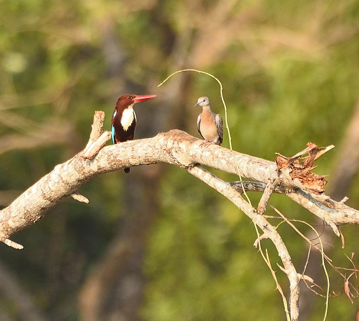 White-throated Kingfisher - ML207570951