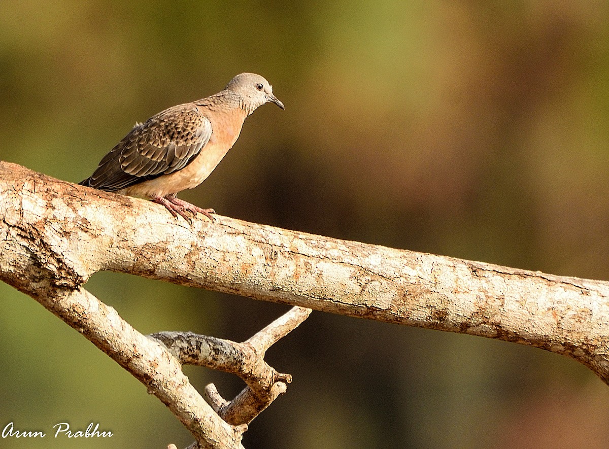 珠頸斑鳩 - ML207571401