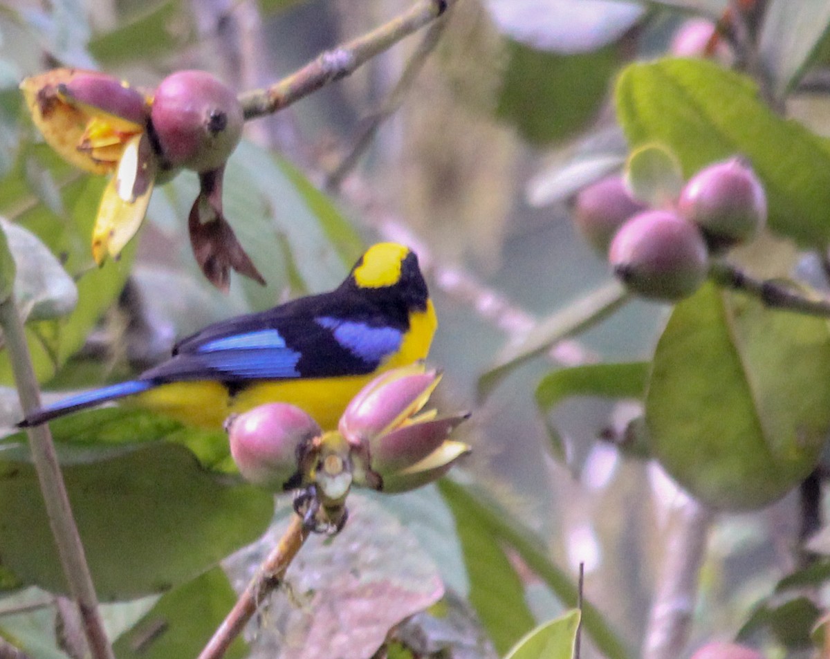 Blue-winged Mountain Tanager - Ronny Matamoros