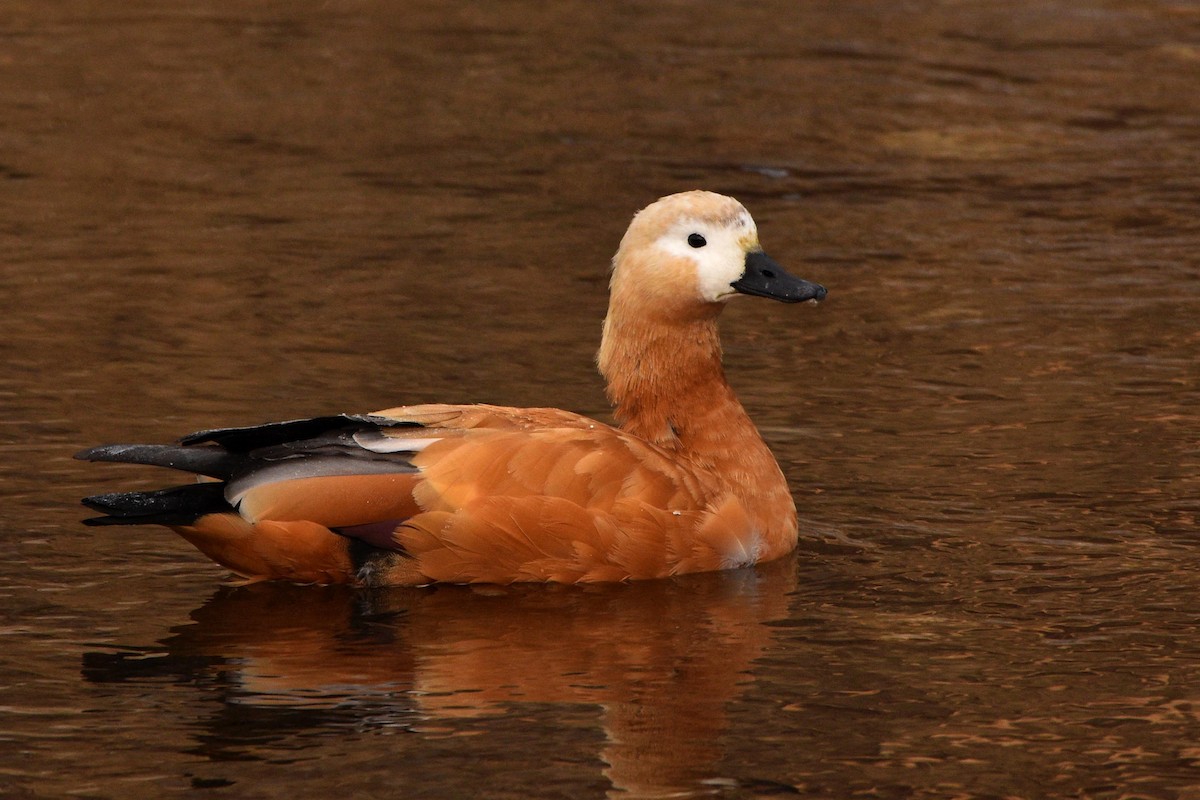 Ruddy Shelduck - Kinlay Tshering Dorji