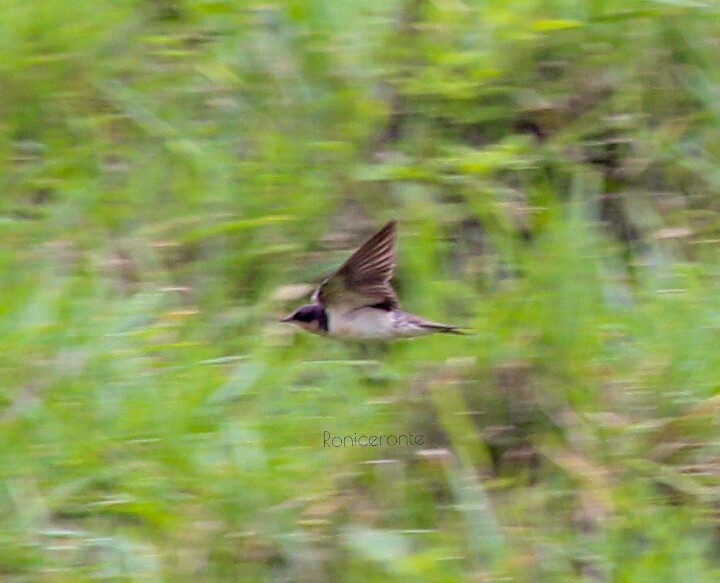 Barn Swallow - ML207572211