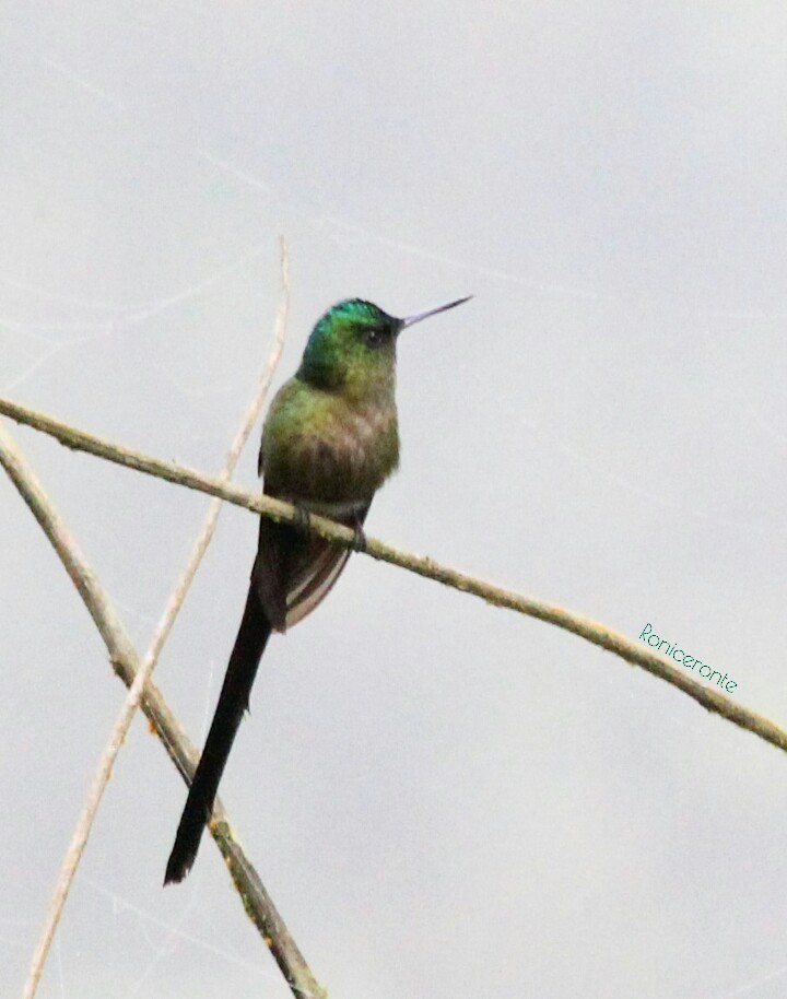 Violet-tailed Sylph - ML207572591