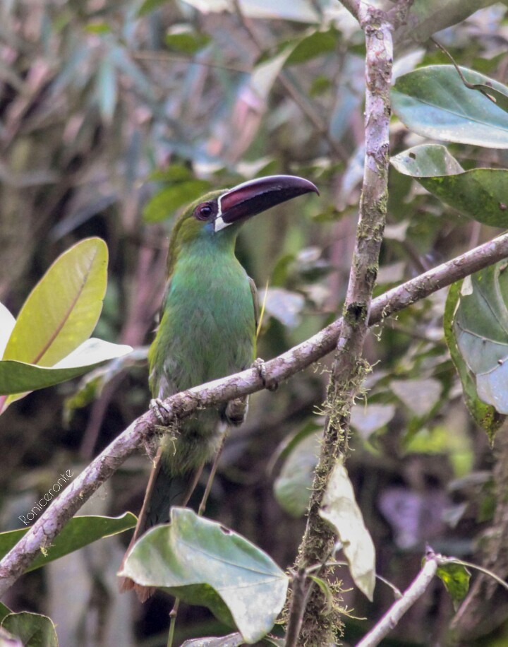 Crimson-rumped Toucanet - ML207572701