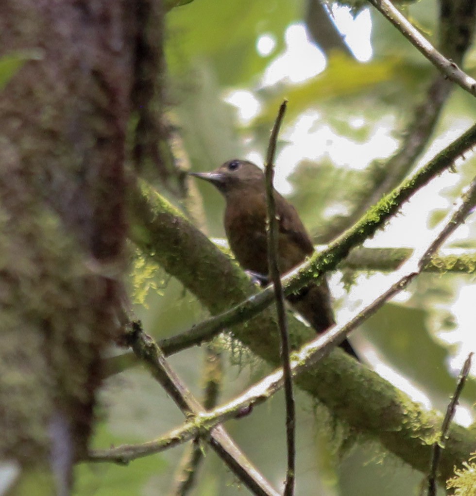 Smoky-brown Woodpecker - ML207572751