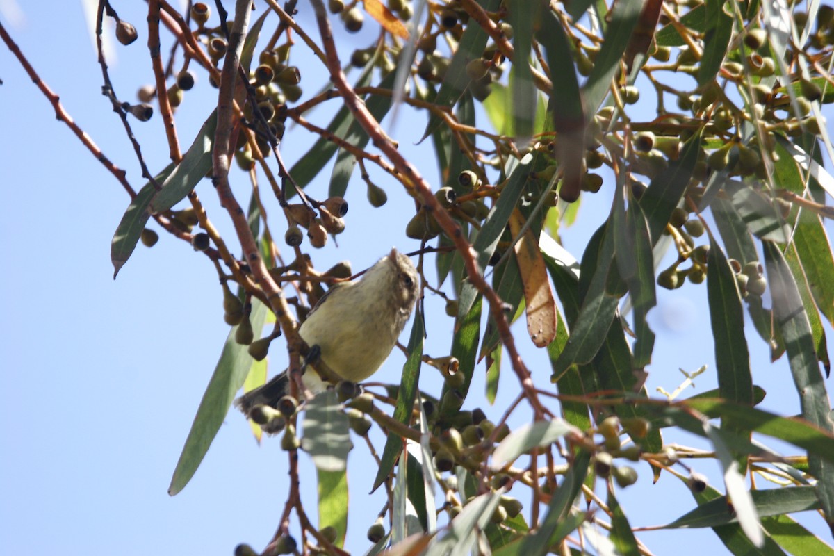 Weebill - ML207573701