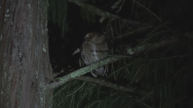 Mountain Scops-Owl - ML207574461