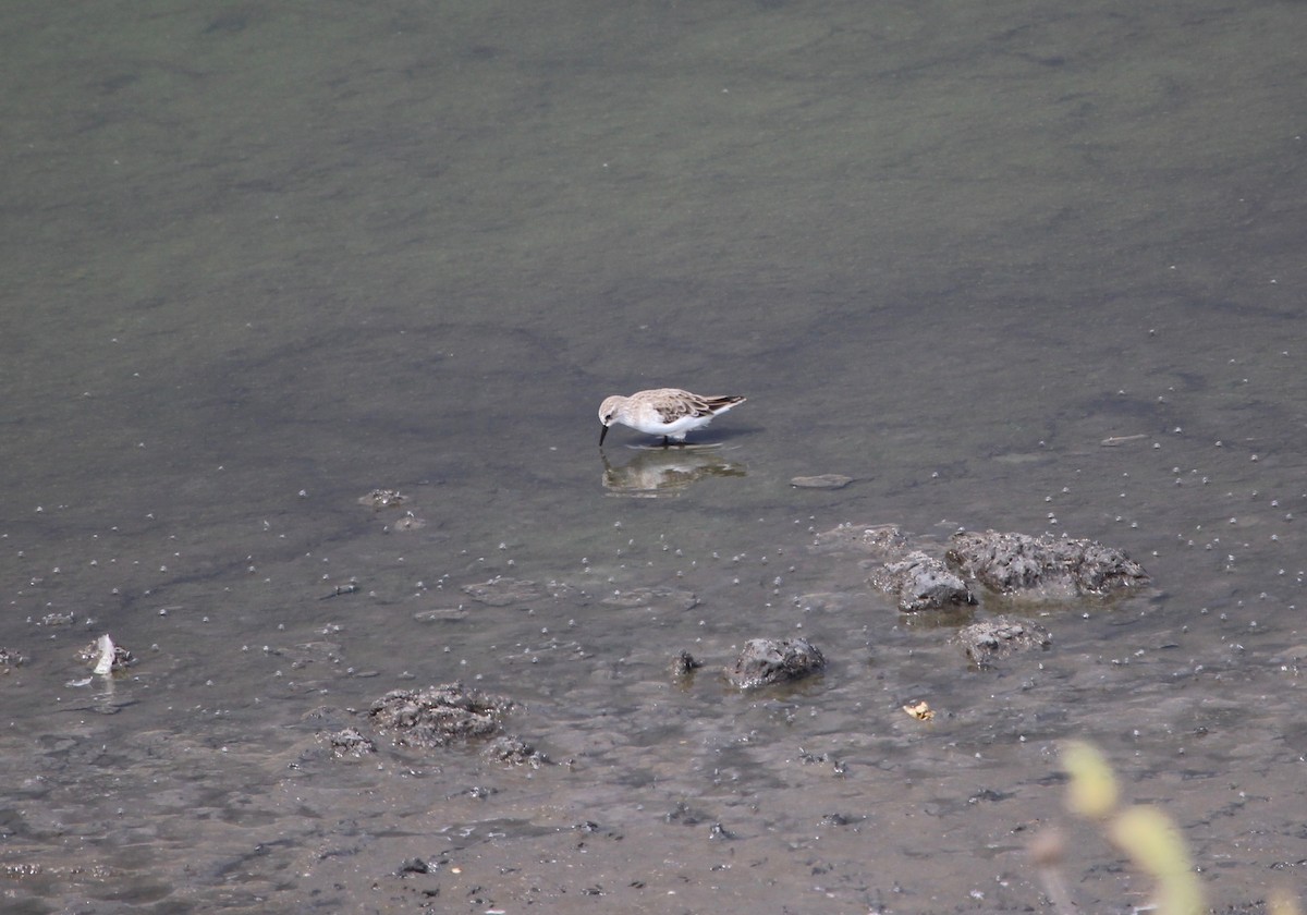 Little Stint - Sylvie Vanier🦩