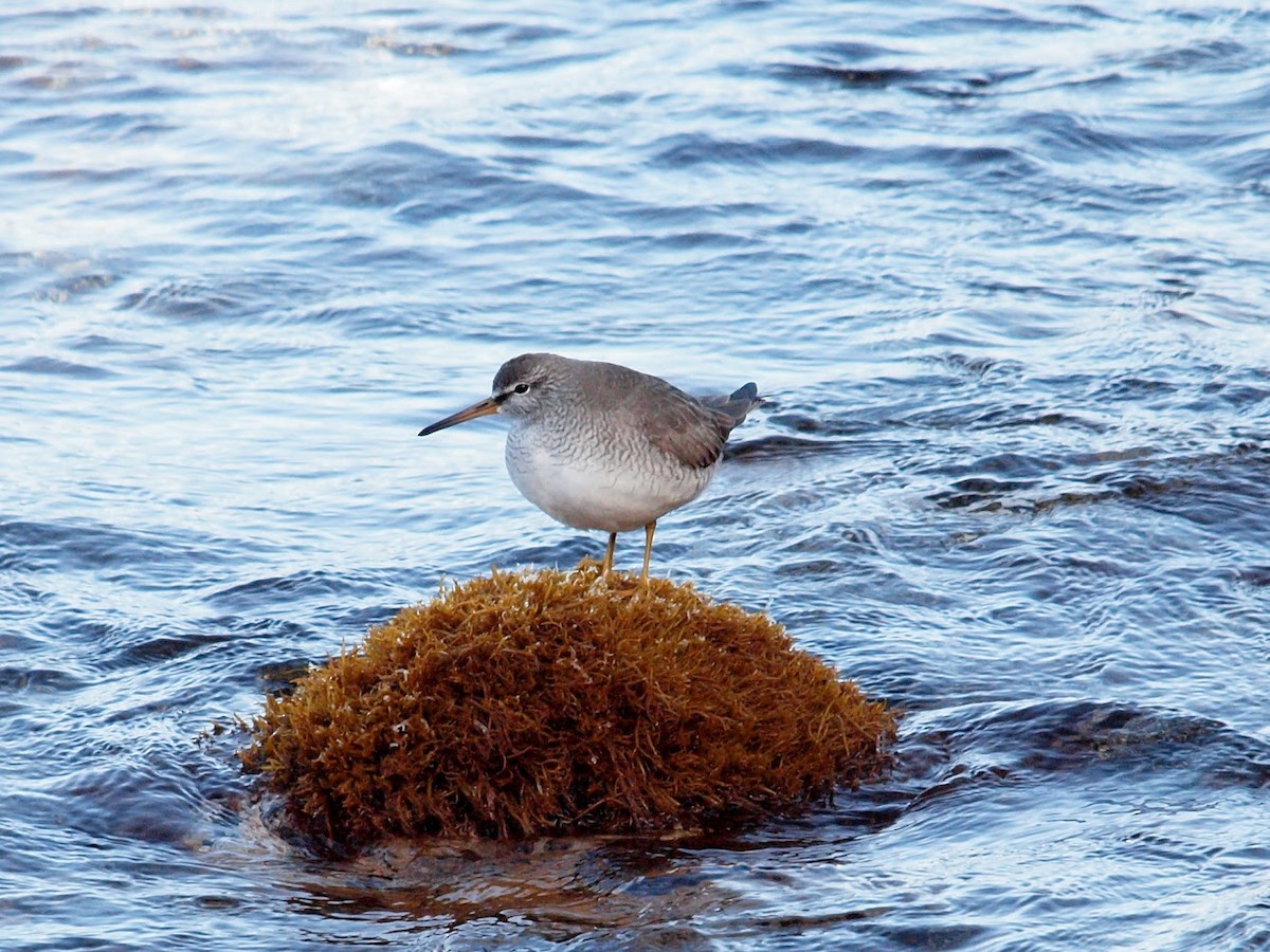 Gray-tailed Tattler - Atsushi Shimazaki