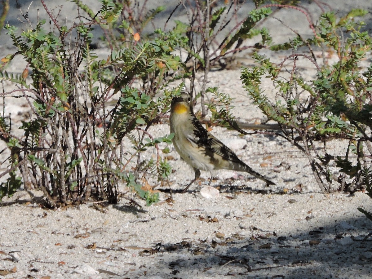 Yellow-rumped Warbler (Audubon's) - Lee Jones