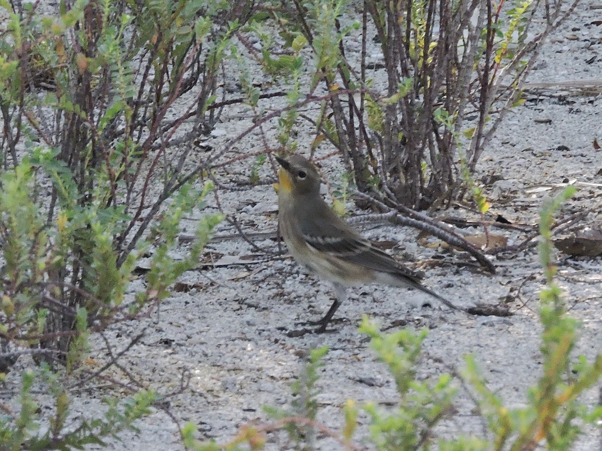 Yellow-rumped Warbler (Audubon's) - Lee Jones