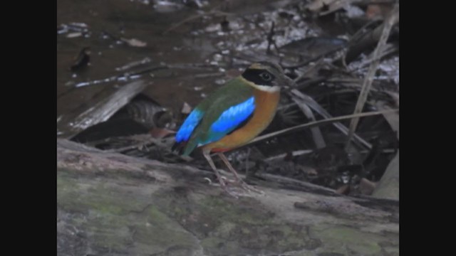 Blue-winged Pitta - ML207576131