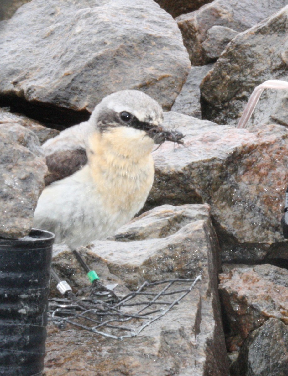 Northern Wheatear (Greenland) - ML207577111