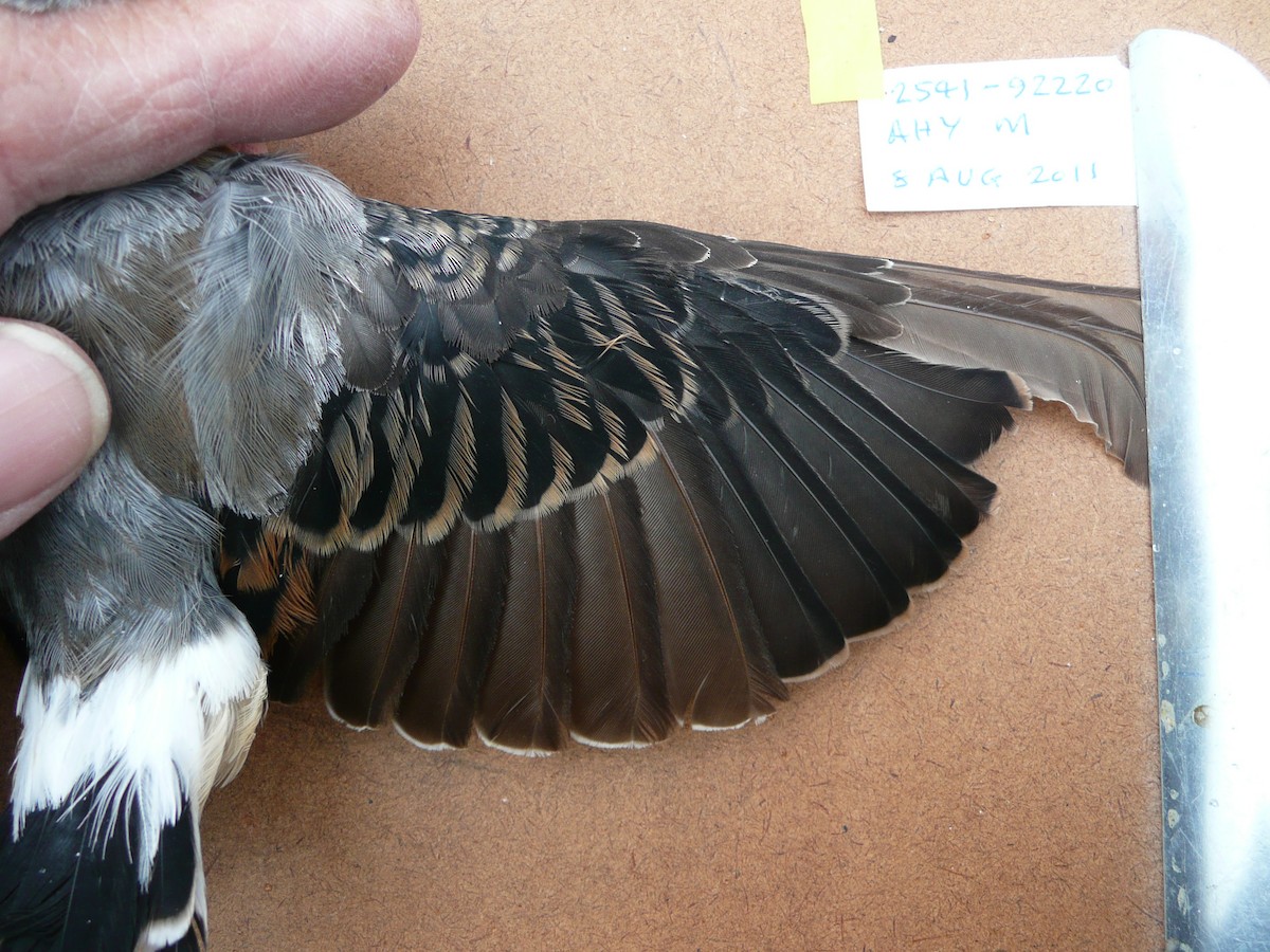 Northern Wheatear (Greenland) - ML207578011