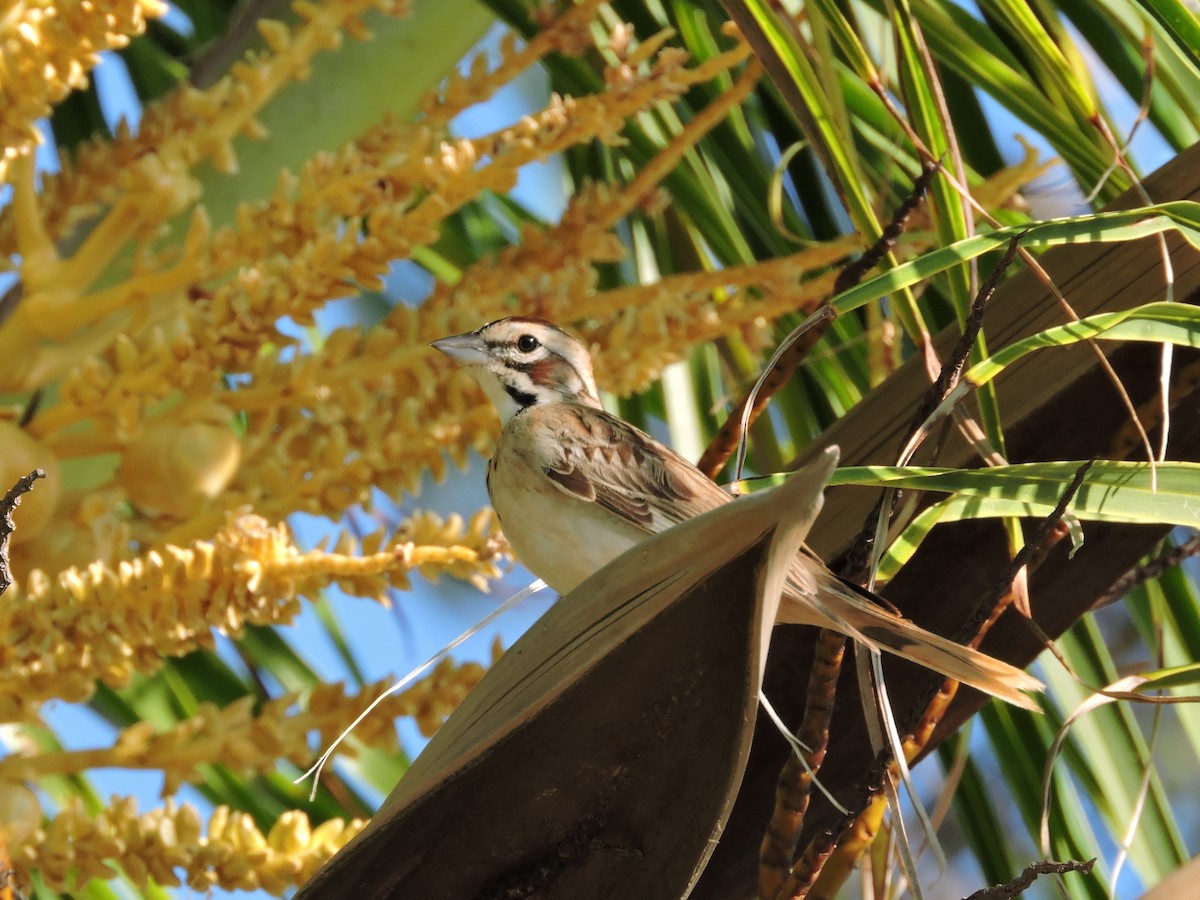 Lark Sparrow - ML20757811