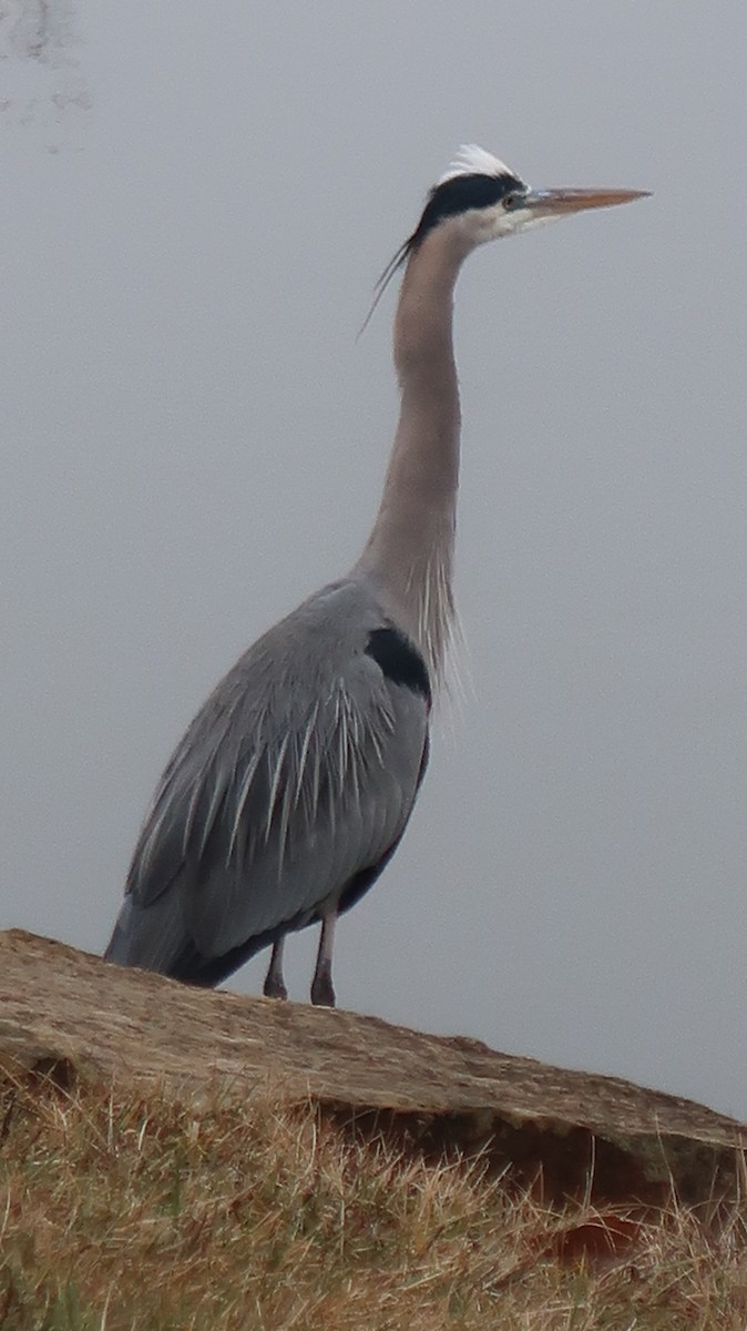 Great Blue Heron - ML207578621