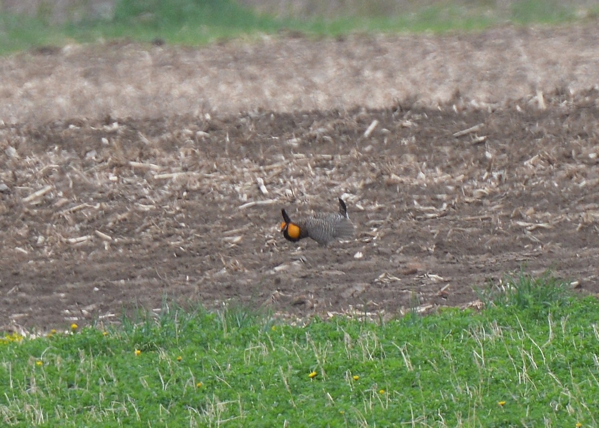 Greater Prairie-Chicken - Ken Milender